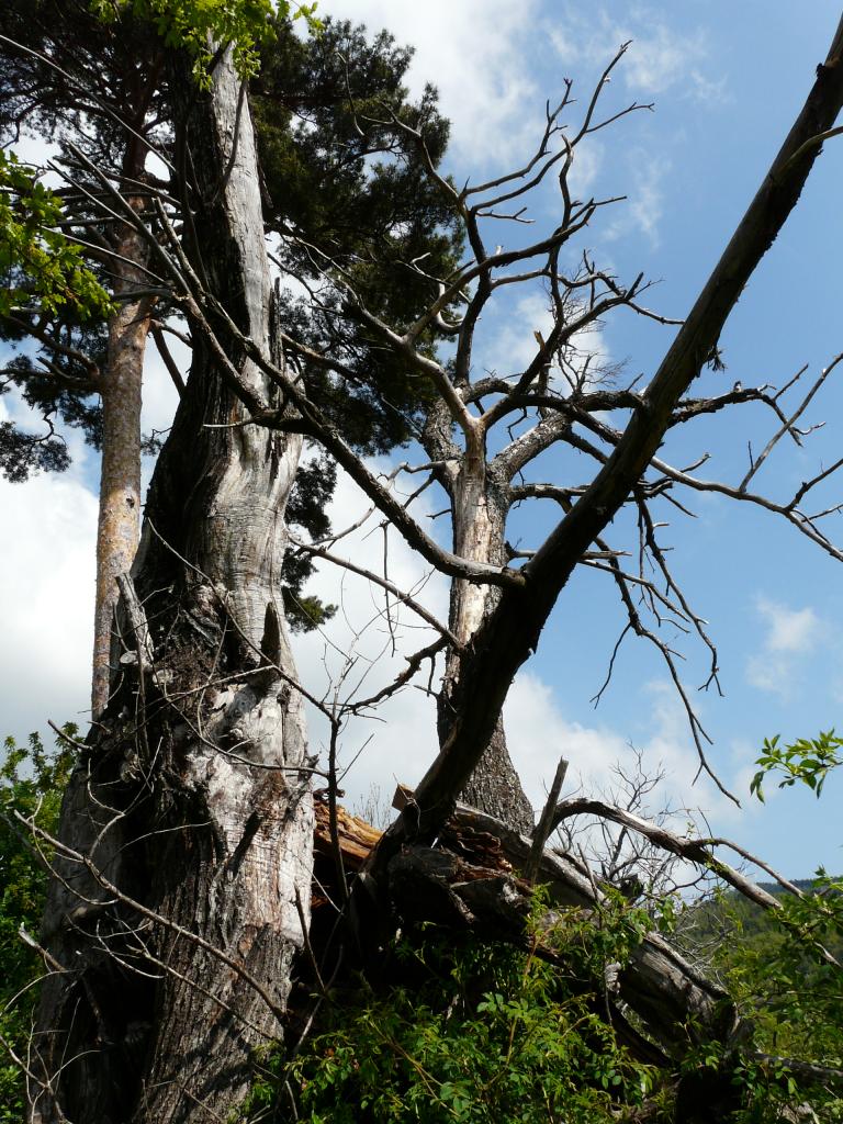 Ardeche, 03-05-09, 11-19.jpg